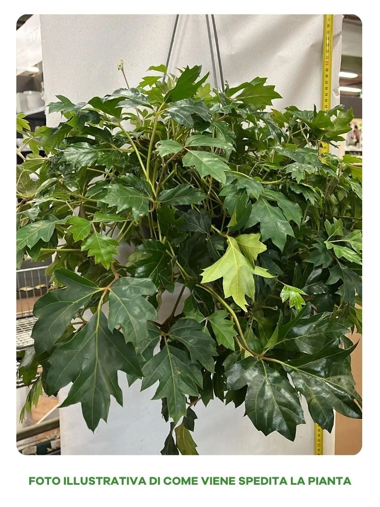 CISSUS ELLEN DANICA VASO 19CM