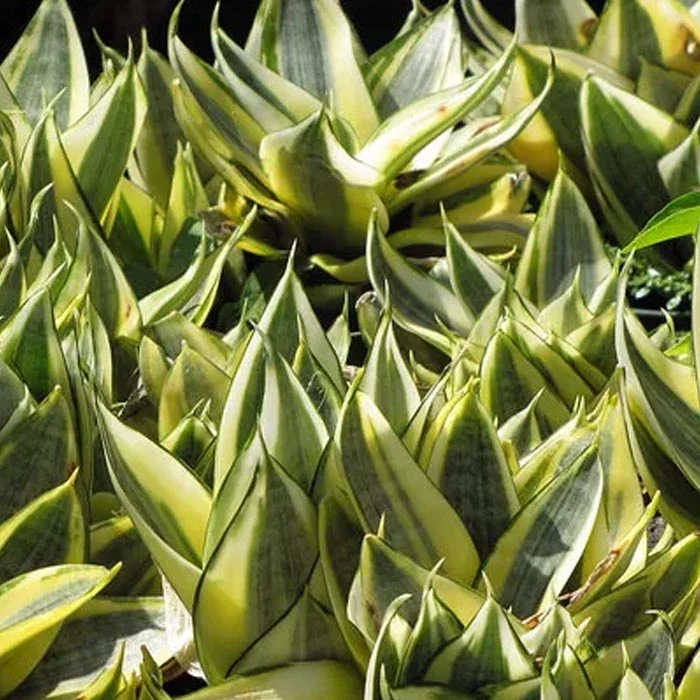 SANSEVIERIA NANA IN VARIETA' VASO 9CM