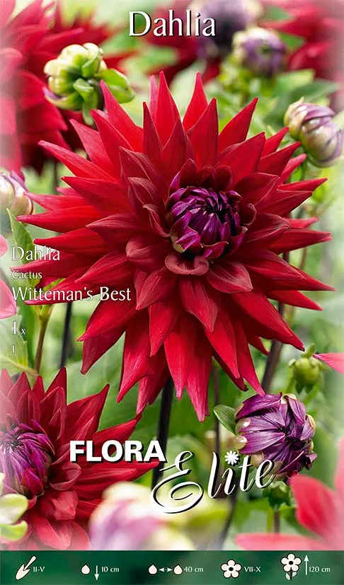OFFERTA 3 BULBI DAHLIA CACTUS WITTEMANS BEST