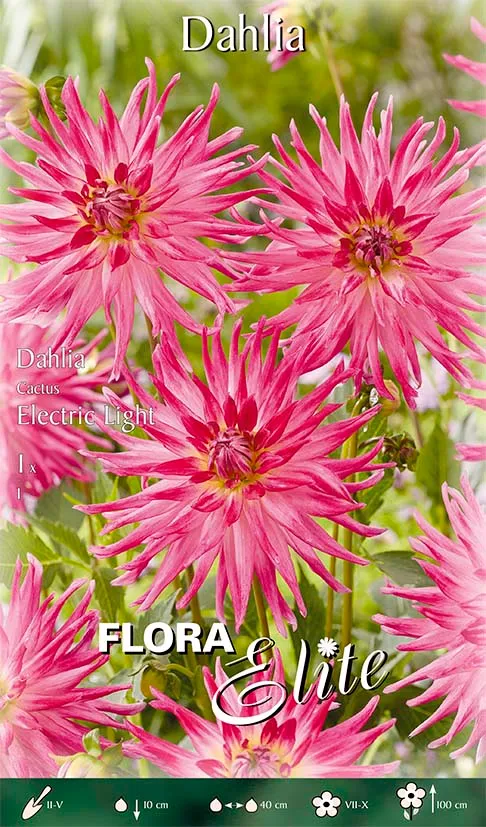 OFFERTA 3 BULBI DAHLIA CACTUS ELECTRIC LIGHT
