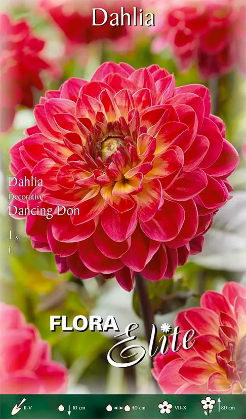 OFFERTA 9 BULBI DAHLIA DECORATIVE DANCING DON