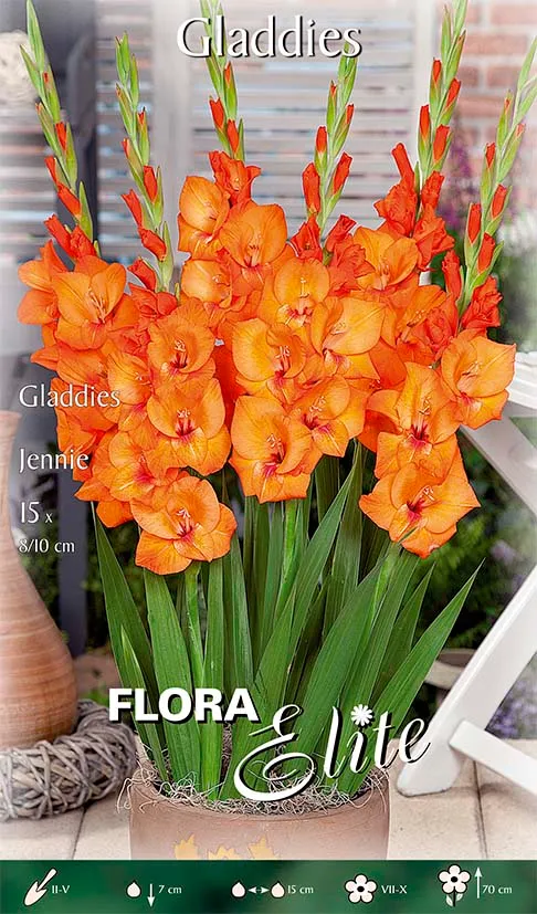 OFFERTA 45 BULBI GLADIOLI GLADDIES JENNIE