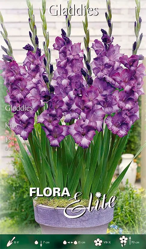 OFFERTA 75 BULBI GLADIOLI GLAMINI KIM