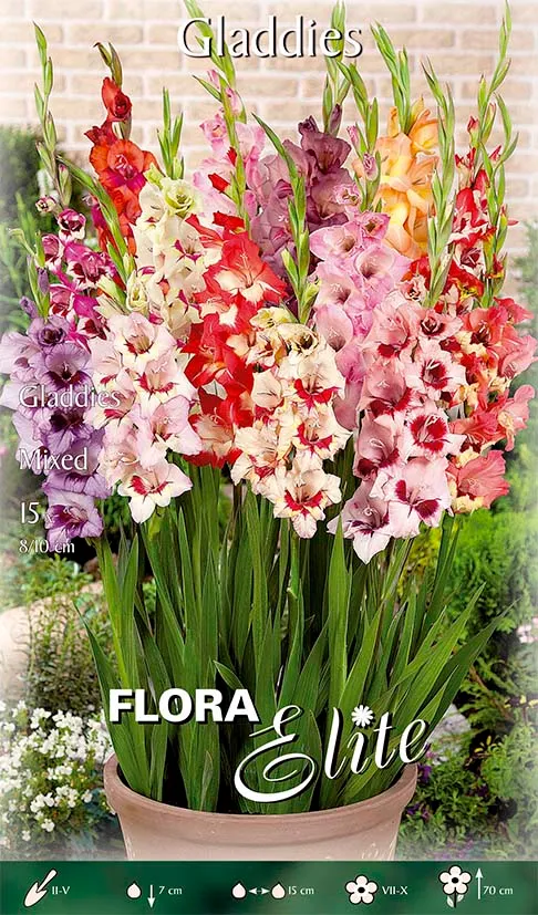 OFFERTA 75 BULBI GLADIOLI MIX