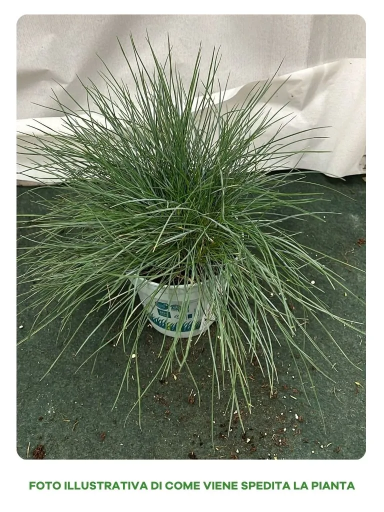 FESTUCA GLAUCANTHA COMPACT BLUE VASO 10CM