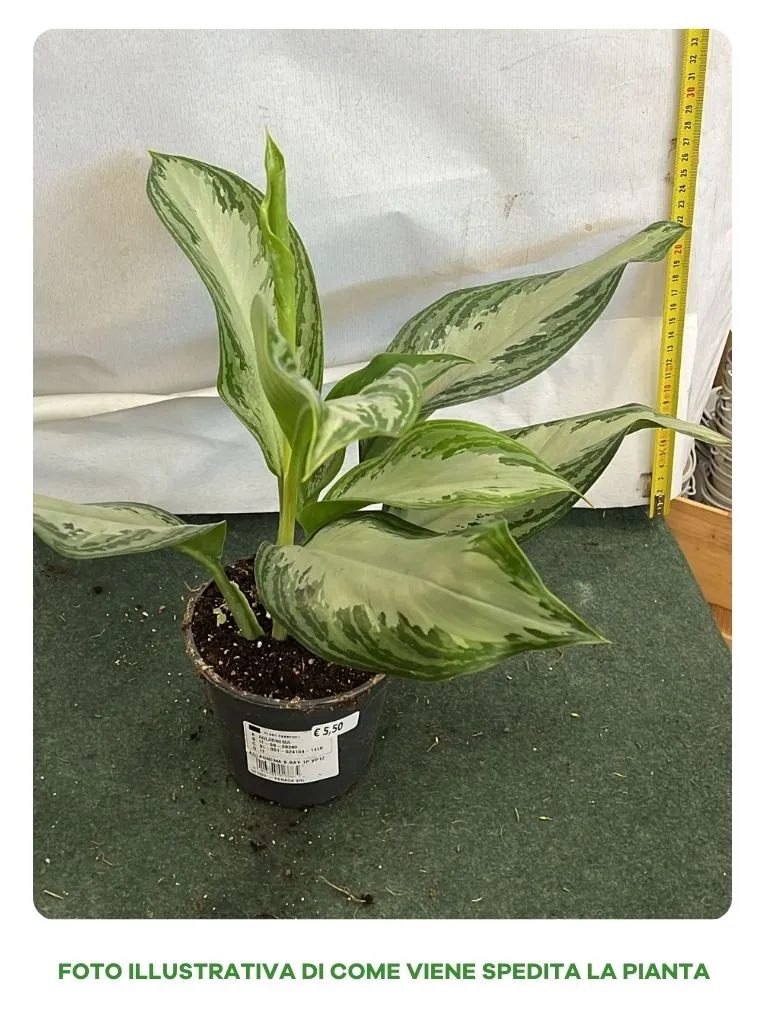 AGLAONEMA SILVER BAY VASO 12CM