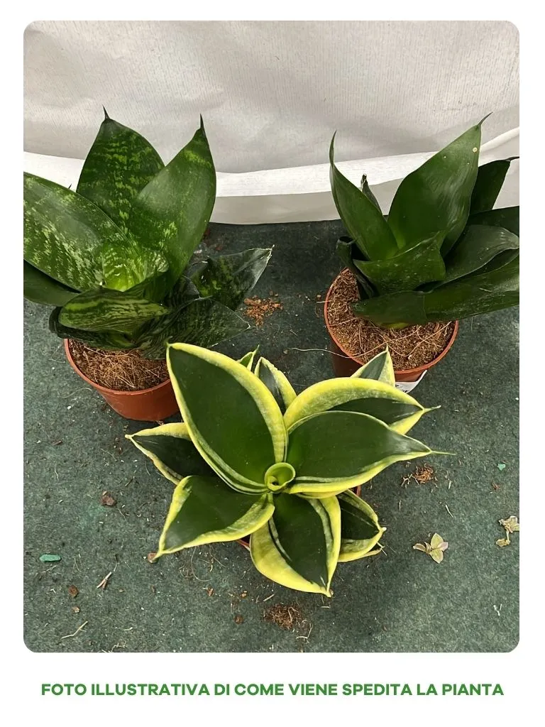 SANSEVIERIA IN VARIETA' IN VASO 9CM