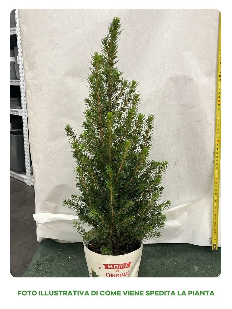 PICEA GLAUCA CONICA VASO 13CM