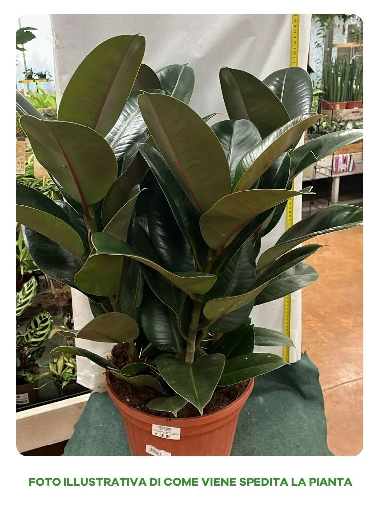FICUS ROBUSTA VASO 24CM