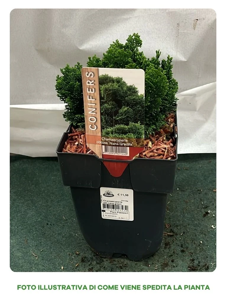 CHAMAECYPARIS OBTUSA NANA GRACILIS VASO 17CM