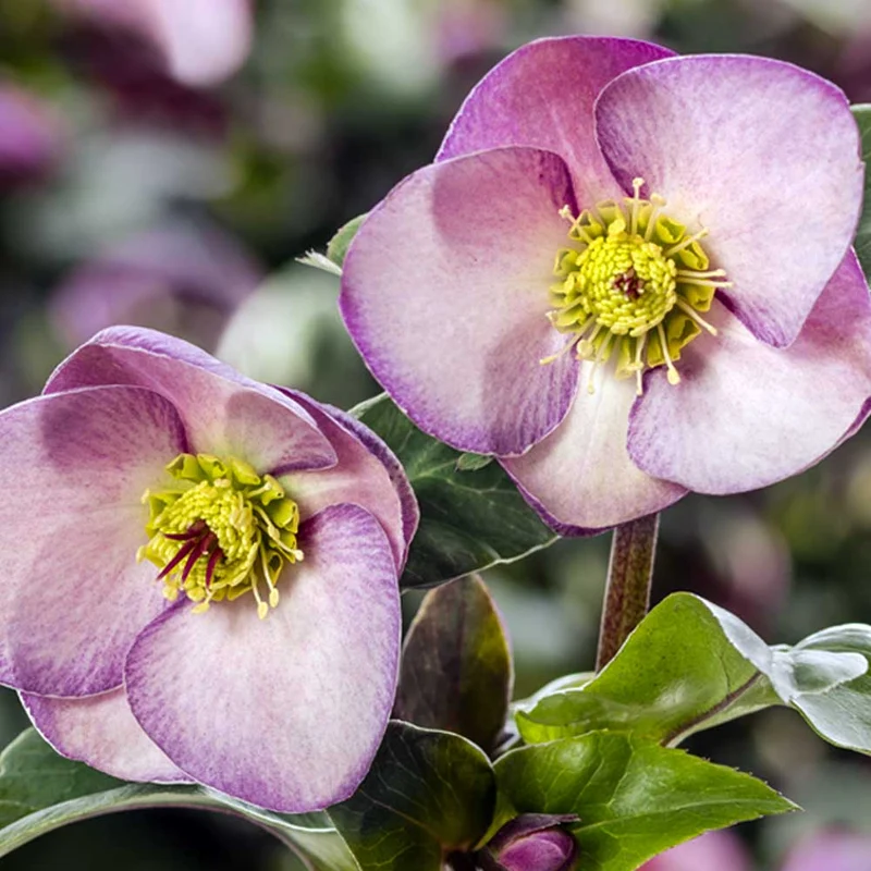 HELLEBORUS ICE N’ ROSES PINK ROSA DI NATALE VASO 13CM