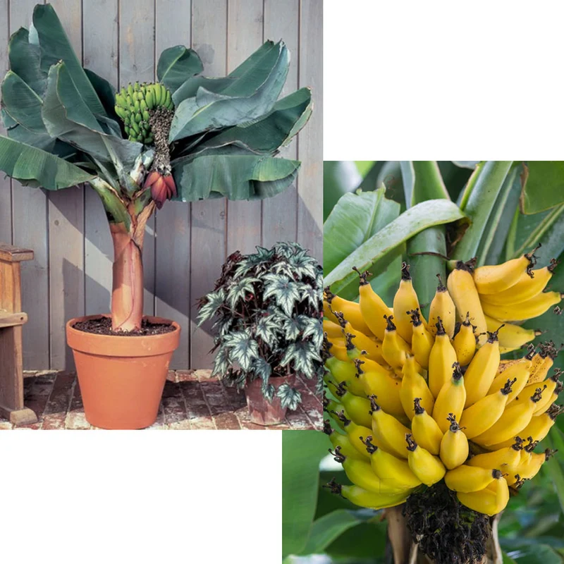 MUSA ACUMINATA DWARF CAVENDISH BANANO VASO 24CM