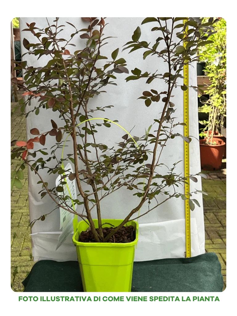 LAGERSTROEMIA INDICA GOURMET CHOCO PINK VASO 19CM
