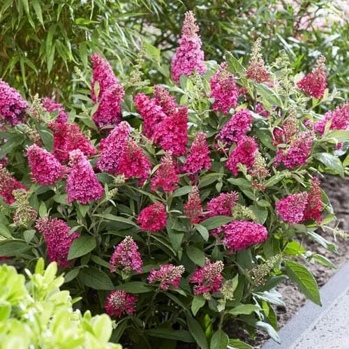 BUDDLEJA DAVIDII LITTLE RUBY ALBERO DELLE FARFALLE VASO 18CM
