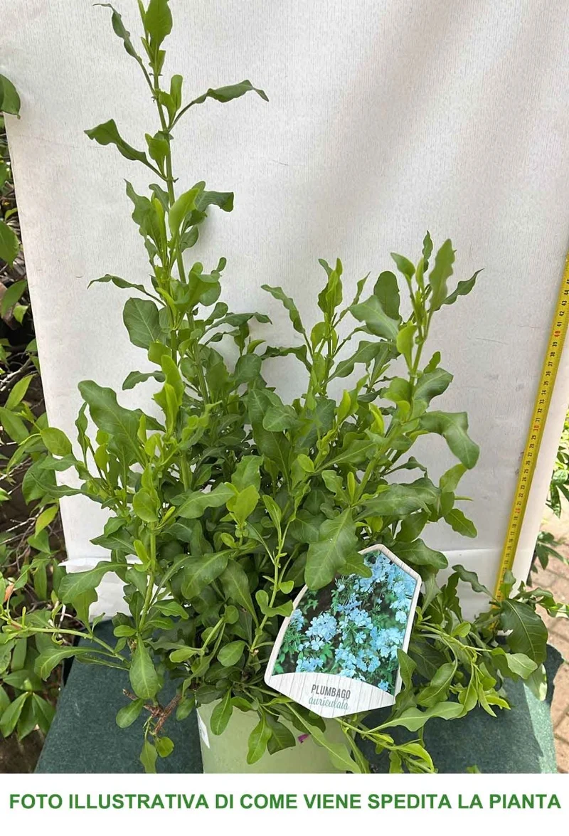 PLUMBAGO AURICOLATA VASO 19CM