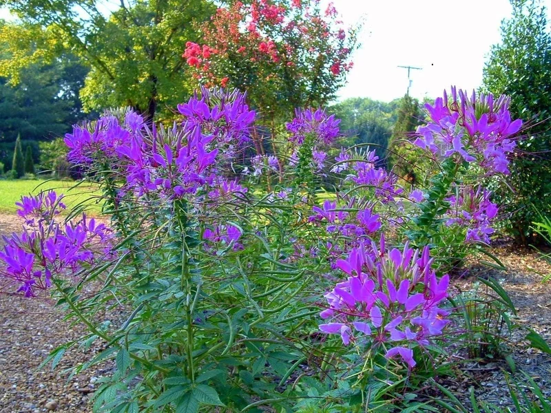 CLEOME VASO DA 14CM