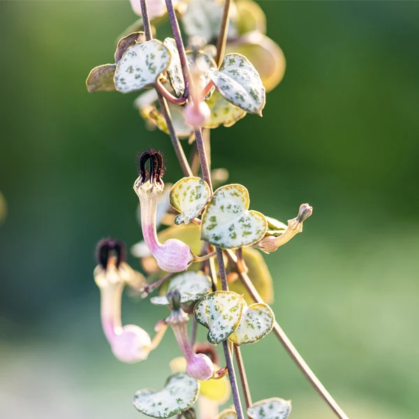 CEROPEGIA WOODII IN VASO 10.5CM