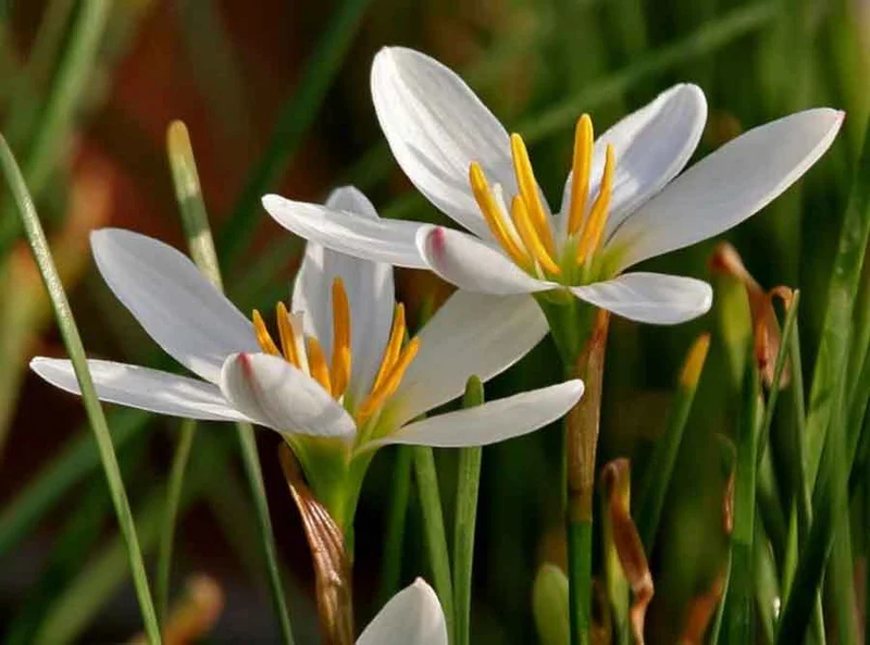 ZEPHYRANTHES CANDIDA IN VASO 17CM