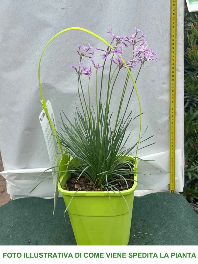 TULBAGHIA VIOLACEA DARK STAR IN VASO 19CM