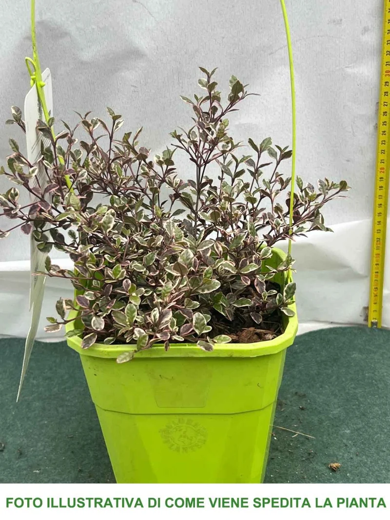 LOPHOMYRTUS RALPHII MAGIC DRAGON IN VASO 19CM
