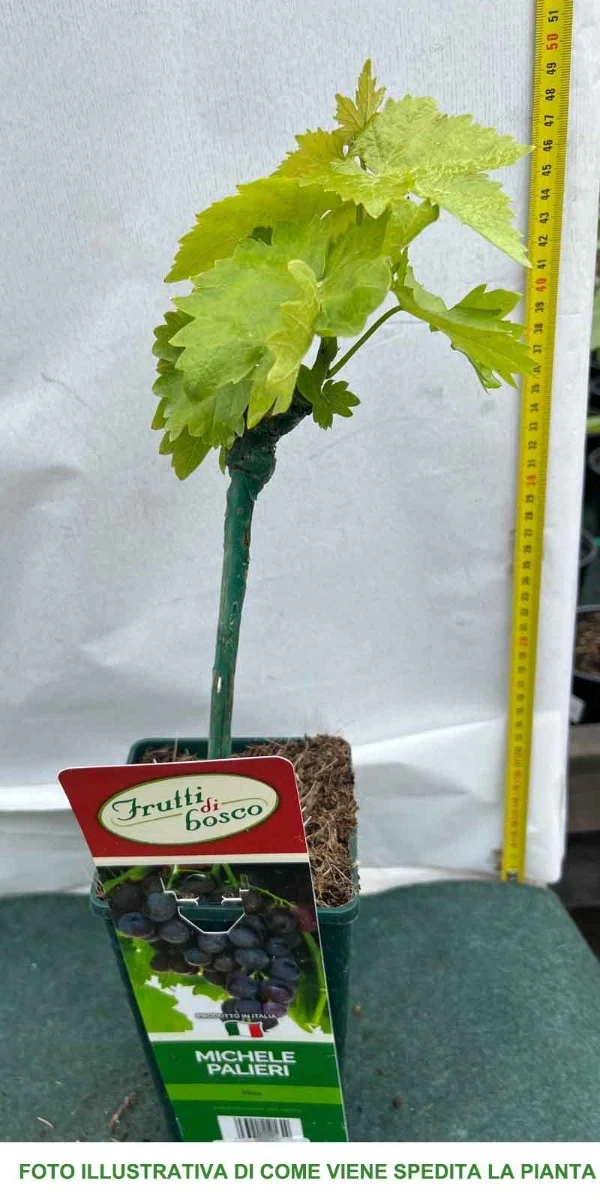 UVA DA TAVOLA MICHELE PALIERI IN VASO 12CM
