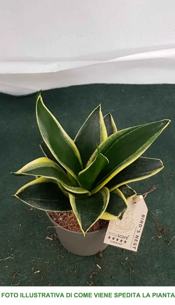 SANSEVIERIA TRIFASCIATA HAHNII IN VASO 9CM