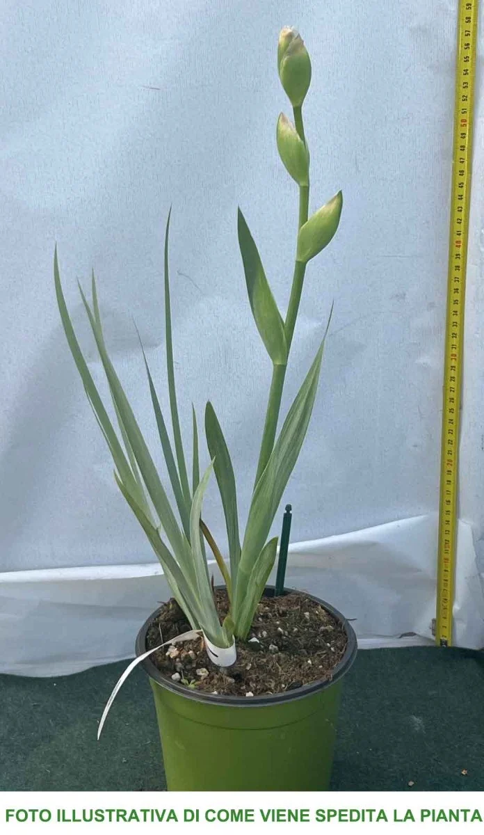 IRIS GERMANICA BLACK KNIGHT IN VASO 17CM