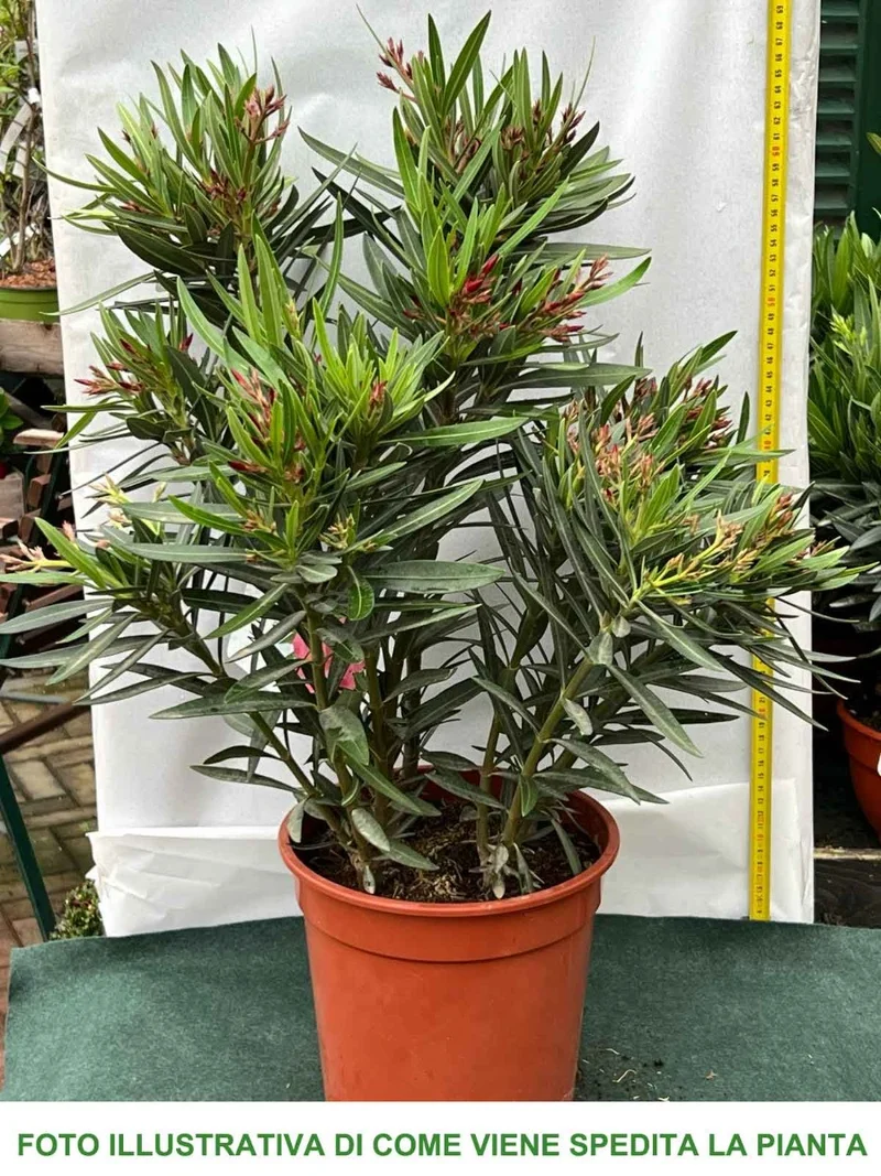OLEANDRO ROSA IN VASO 20CM