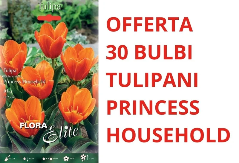 OFFERTA 30 BULBI DI TULIPANO KAUFMANNIANA PRINCESS HOUSEHOLD
