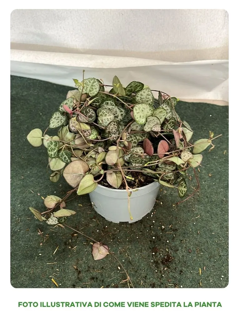 PIANTA CEROPEGIA WOODII, VASO 11-12CM