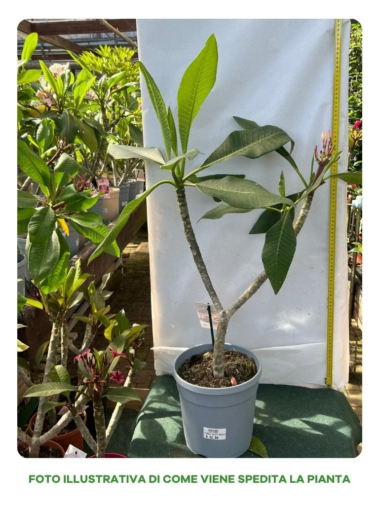 PLUMERIA POMELIA IN VASO 20CM ROSA ARANCIONE
