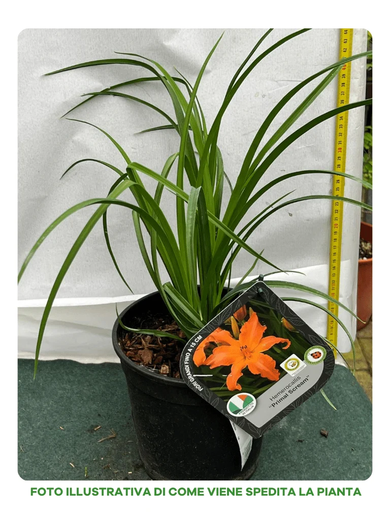 HEMEROCALLIS PRIMAL SCREAM VASO 18CM