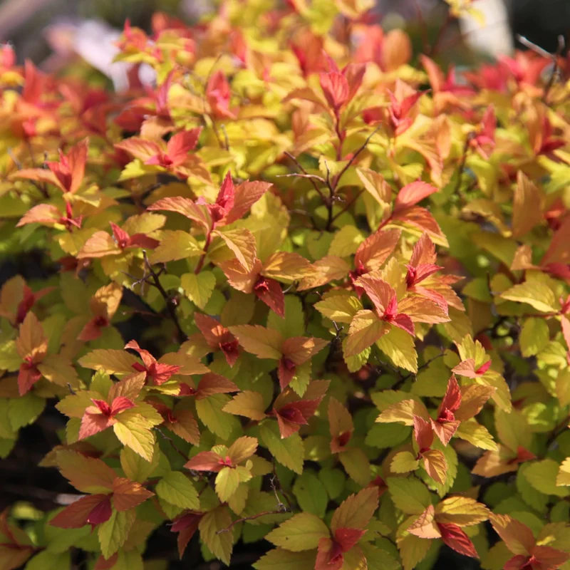 SPIRAEA JAPONICA LITTLE FLAME VASO 18CM