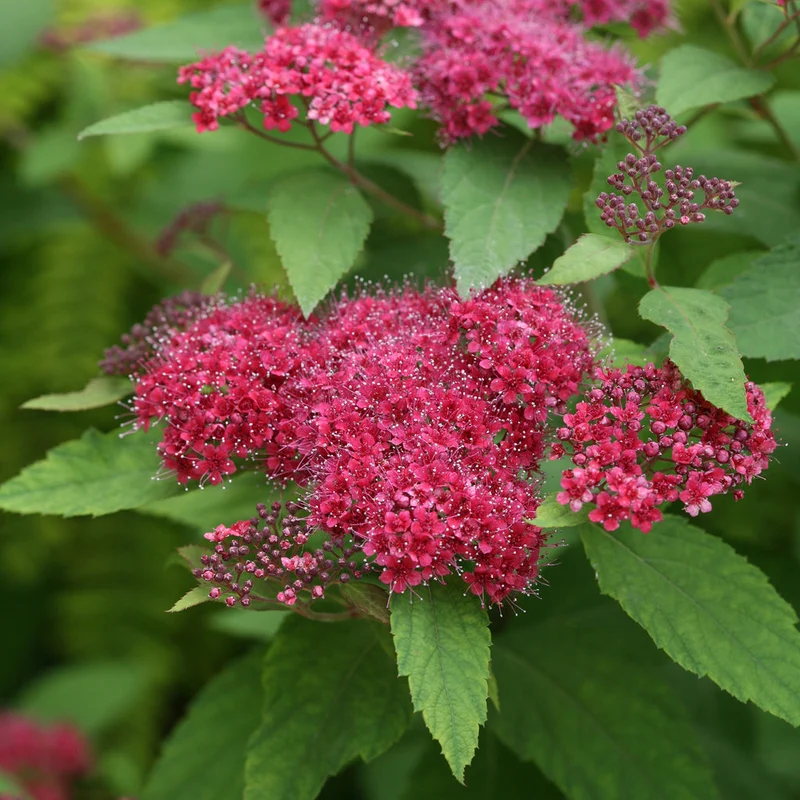 SPIRAEA JAPONICA DOUBLE PLAY RED VASO 18CM