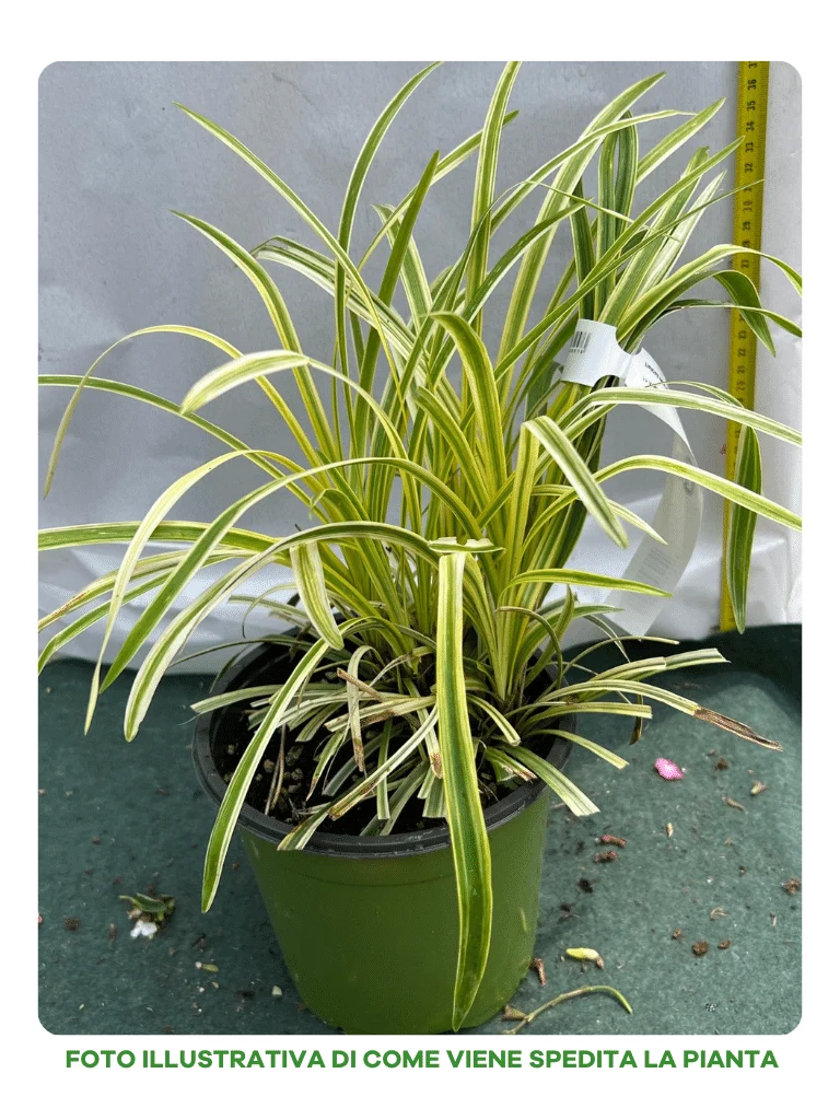 LIRIOPE VASO 18CM