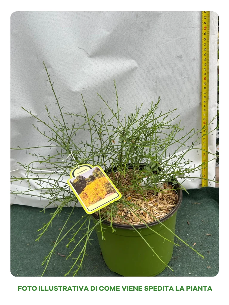 GINESTRA DELLA SIRIA GENISTA LYDIA IN VASO 18CM