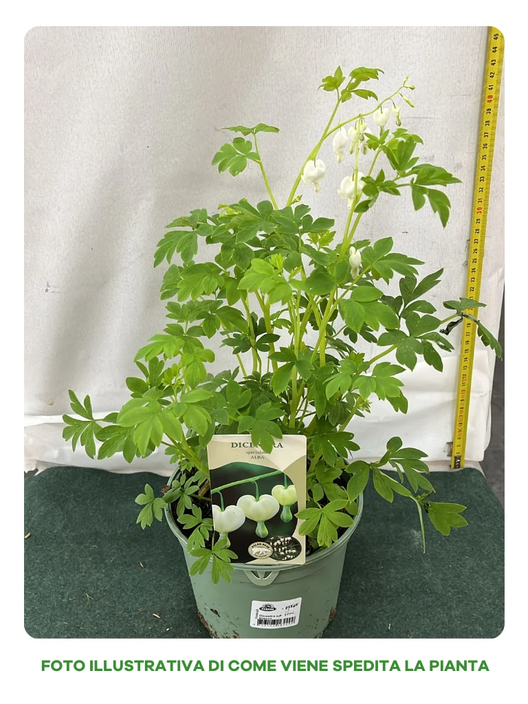 DICENTRA SPECTABILIS BIANCA CUOR DI MARIA IN VASO 18CM
