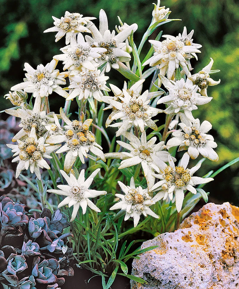 LEONTOPODIUM ALPINUM STELLA ALPINA VASO 14CM