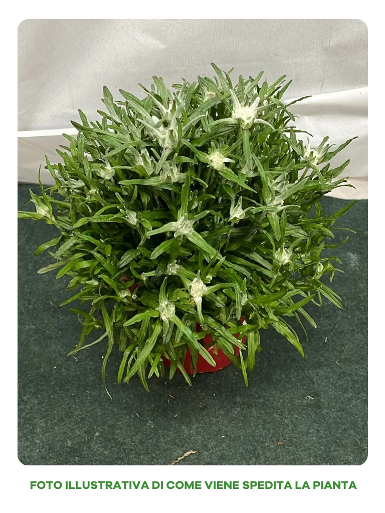 LEONTOPODIUM ALPINUM STELLA ALPINA VASO 14CM
