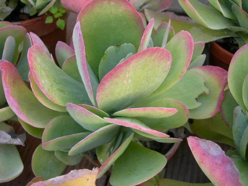 KALANCHOE THYRSIFLORA IN VASO 6CM