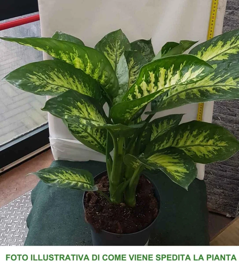 DIEFFENBACHIA TROPIC SNOW VASO 21CM