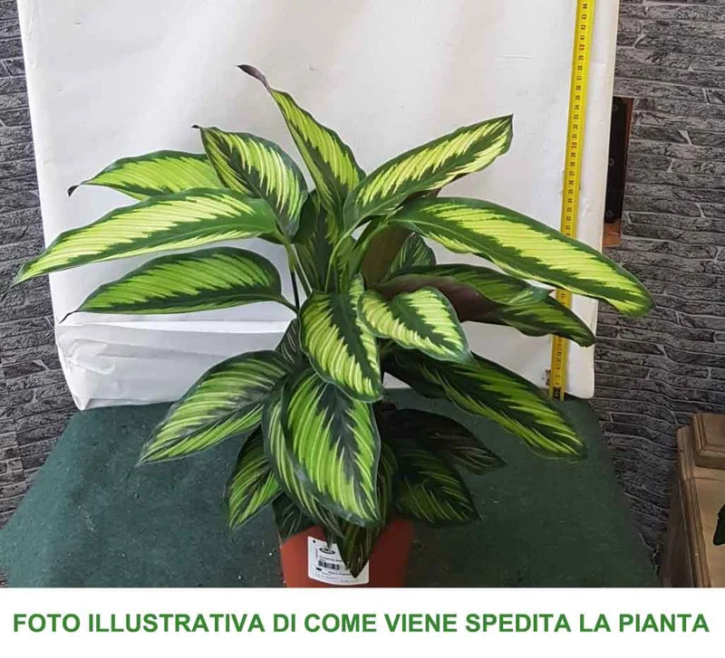 CALATHEA BEAUTY STAR IN VASO 14CM
