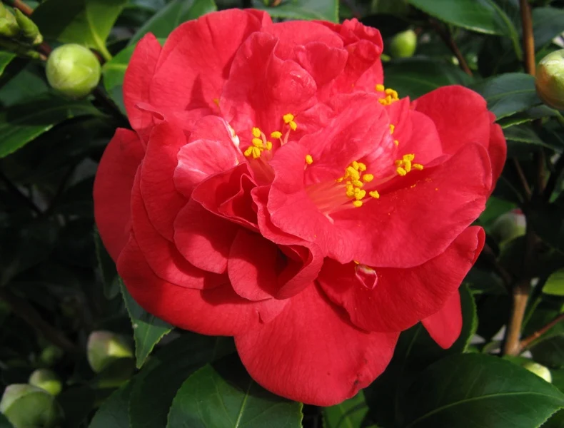 CAMELIA CHARLES COOB VASO 19CM