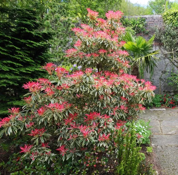PIERIS JAPONICA FLAMING SILVER VASO 19CM