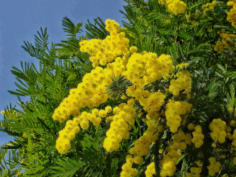 MIMOSA ACACIA DEALBATA IN VASO 20CM H70CM