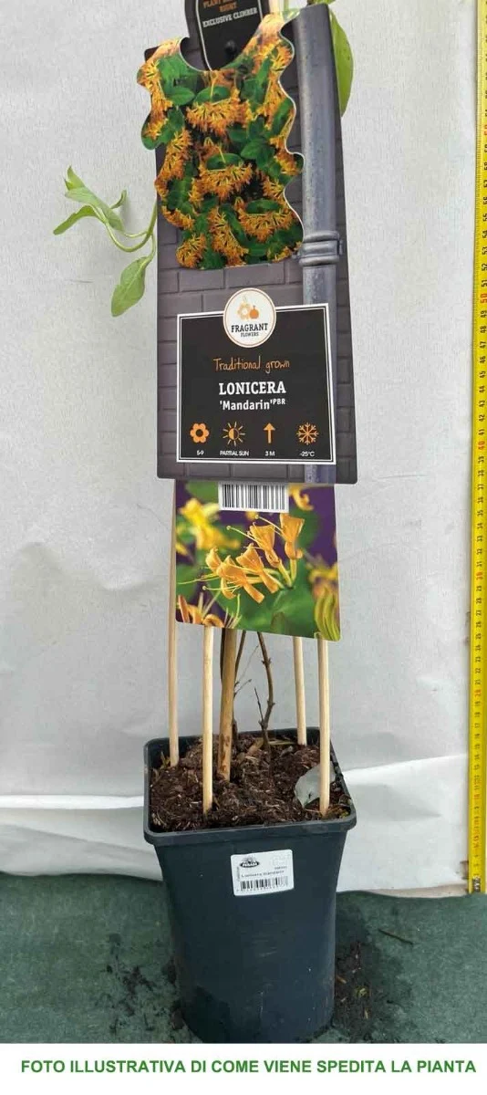 LONICERA CAPRIFOGLIO MANDARIN VASO 17CM