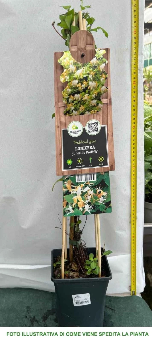 LONICERA CAPRIFOGLIO HALL'S PROLIFIC VASO 17CM