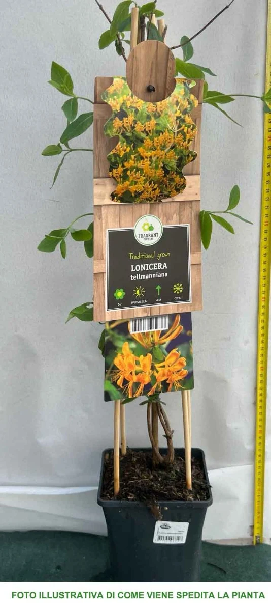 LONICERA CAPRIFOGLIO TELLMANNIANA VASO 17CM