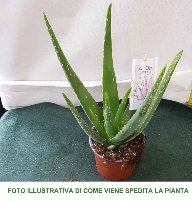 ALOE VERA IN VASO 12CM