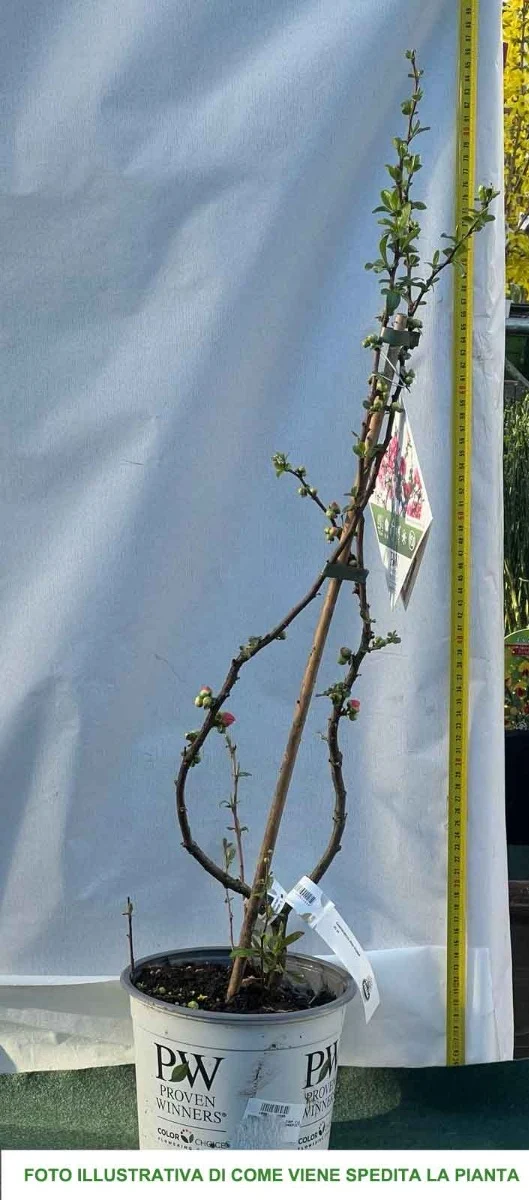 CHAENOMELES SPECIOSA PINK STORM COTOGNO GIAPPONESE VASO 18CM